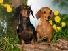 Winston and Maggie, Dachshunds